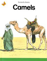 Camels